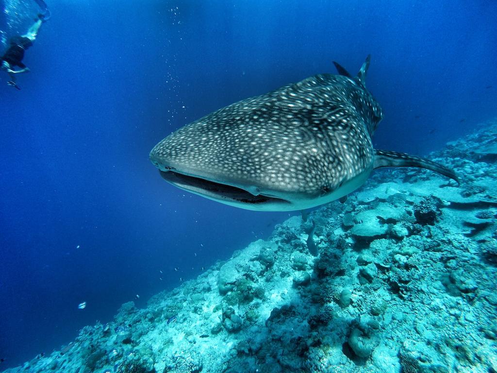 Athiri Beach Maldives Dhigurah  Exteriér fotografie
