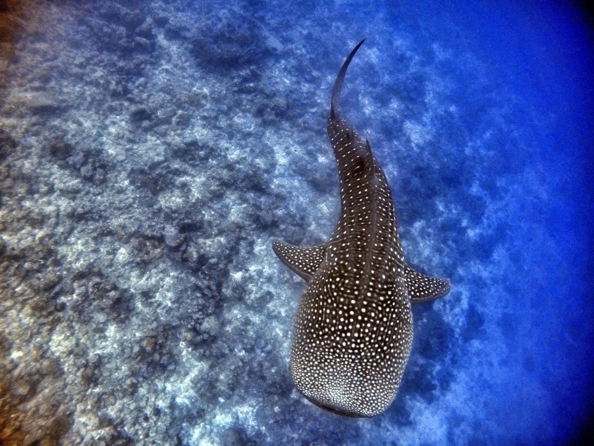 Athiri Beach Maldives Dhigurah  Exteriér fotografie